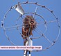 VARIOUS ARTISTS - THE SOUND ECOLOGY:RANGE